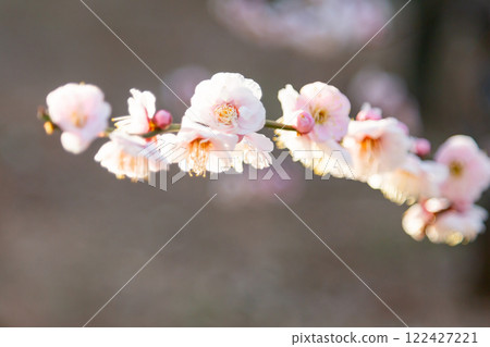 Pink plum blossoms and branches in full bloom Pink plum blossoms and branches in full bloom 122427221