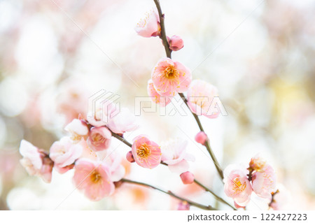 Pink plum blossoms and branches in full bloom 122427223