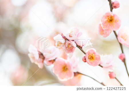 Pink plum blossoms and branches in full bloom 122427225