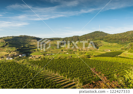 Vineyards in Kaiserstuhl, a well-known wine region in southwestern Germany Vineyards in Kaiserstuhl, a well-known wine region in southwestern Germany 122427333
