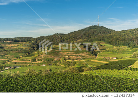 Vineyards in Kaiserstuhl, a well-known wine region in southwestern Germany 122427334