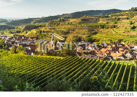 Vineyards in Kaiserstuhl, a well-known wine region in southwestern Germany Vineyards in Kaiserstuhl, a well-known wine region in southwestern Germany 122427335
