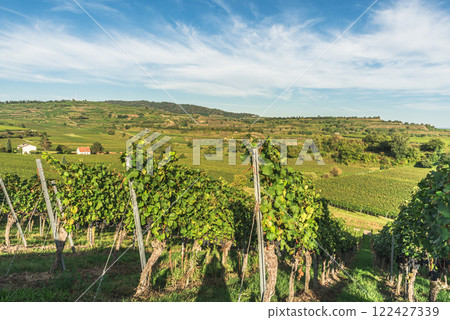 Vineyards in Kaiserstuhl, a well-known wine region in southwestern Germany Vineyards in Kaiserstuhl, a well-known wine region in southwestern Germany 122427339