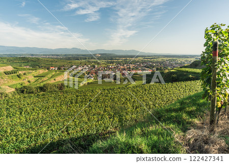 Vineyards in Kaiserstuhl, a well-known wine region in southwestern Germany 122427341