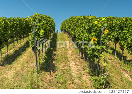 Vineyard in summer in Markgraeflerland in Germany Vineyard in summer in Markgraeflerland in Germany 122427357