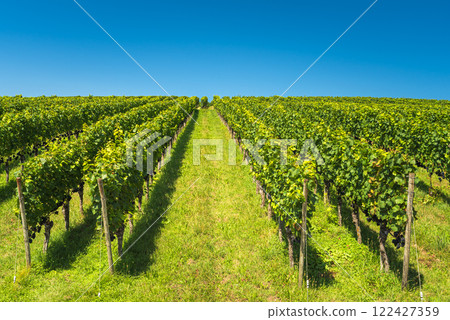 Vineyard in summer in Markgraeflerland in Germany Vineyard in summer in Markgraeflerland in Germany 122427359