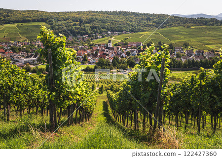 Village and vineyards in Markgraeflerland near Freiburg im Breisgau, Germany 122427360