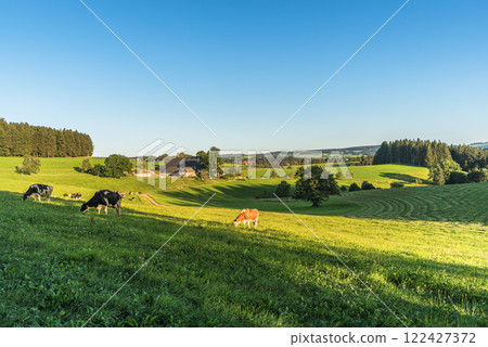 Rolling hills of the Black Forest with farmhouses and grazing cows, Germany  122427372