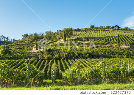 Vineyards in Kaiserstuhl, a well-known wine region in southwestern Germany 122427373