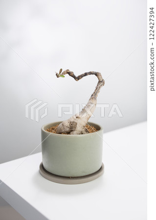 A Phyllanthus mirabilis bonsai in a ceramic pot. A Phyllanthus mirabilis bonsai in a ceramic pot. 122427394