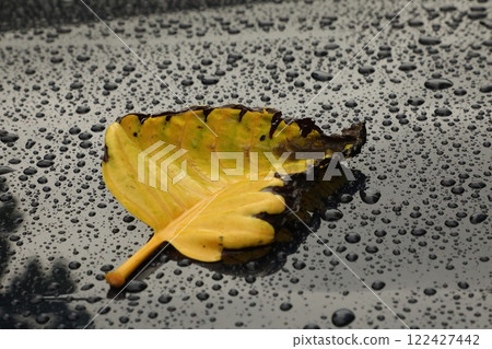 Indian Medicated Damaged Yellow Leaf 122427442