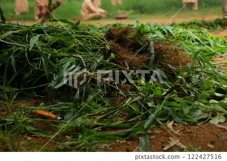 Indian Ayurveda Medicated Plant 122427516