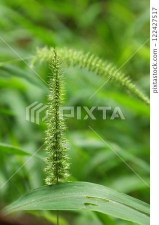 Indian Ayurveda Medicated Plant Indian Ayurveda Medicated Plant 122427517