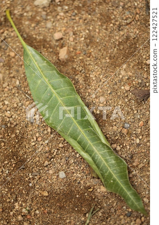 Indian Ayurveda Medicated Plant 122427521