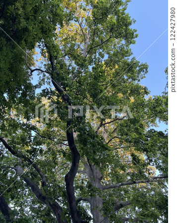 A large tree against a bright blue sky A large tree against a bright blue sky 122427980