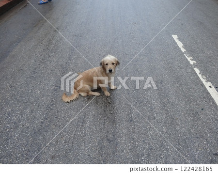 Dog walking on the road 122428165