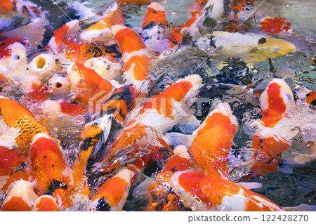 許多美麗的錦鯉在水族館裡游泳 許多美麗的錦鯉在水族館裡游泳 122428270