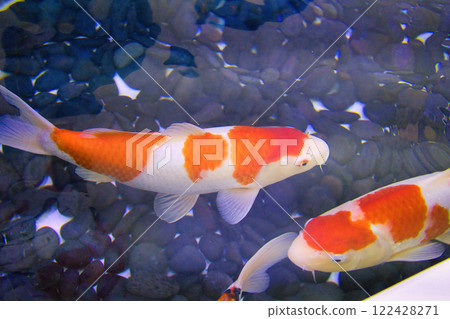 許多美麗的錦鯉在水族館裡游泳 許多美麗的錦鯉在水族館裡游泳 122428271