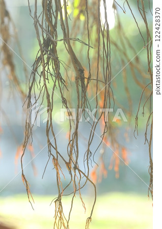 Medicated plant Roots Macro shot Medicated plant Roots Macro shot 122428370