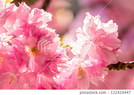 closeup of sakura blossom. fragrant aesthetic. pink floral background. sunny day in spring. bright soft wallpaper 122428447
