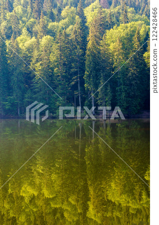 coniferous forest reflection on the lake surface. carpathian ecosystem. nature background of synevyr national park of ukraine on a sunny morning in summer. popular alpine travel destination wallpaper coniferous forest reflection on the lake surface. carpathian ecosystem. nature background of synevyr national park of ukraine on a sunny morning in summer. popular alpine travel destination wallpaper 122428466