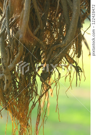 Roots of Huge tree Roots of Huge tree 122428472