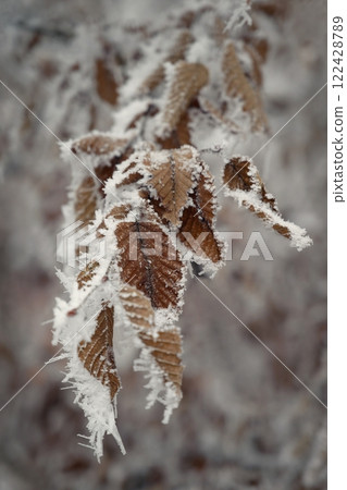 A close-up photograph capturing the delicate beauty of frost-covered autumn leaves on a branch. The golden-brown leaves, partially encrusted with snow and ice, stand out against a softly blurred 122428789