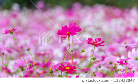 Red flowers blooming in a field of cosmos in full bloom 122428847