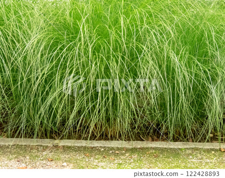 Miscanthus sinensis bright green arching foliage. 122428893