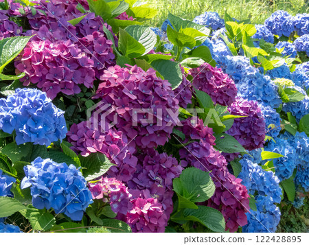 Hydrangea ornamental shrubs with purple and blue flowers garden hedge close-up. Hydrangea ornamental shrubs with purple and blue flowers garden hedge close-up. 122428895