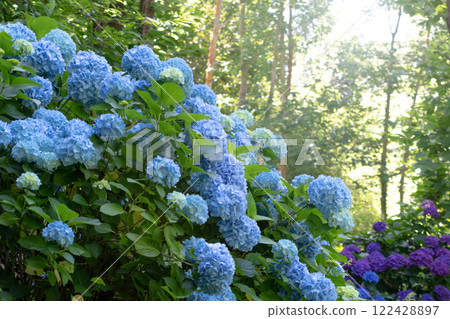 Light blue and dark purple hydrangea flowering plants in the forest garden 122428897
