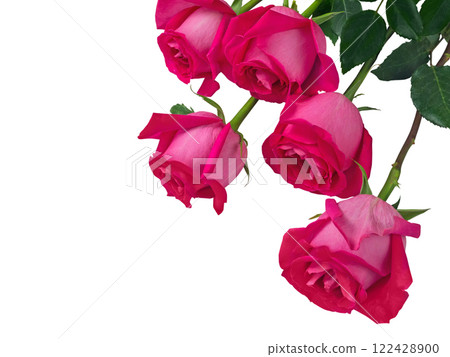 Pink roses Valentine's day bouquet isolated in the corner of white background Pink roses Valentine's day bouquet isolated in the corner of white background 122428900