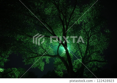 Night Horror effect shot of tree Night Horror effect shot of tree 122428923