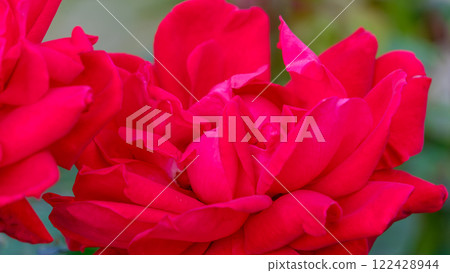 Vivid crimson roses Vivid crimson roses 122428944