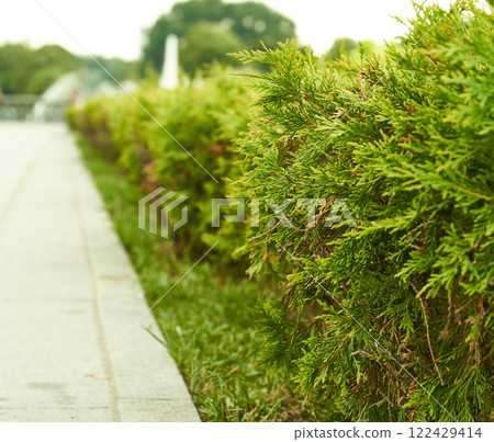 Close-up of green thuja trees growing in the park. Thuja hedge. Close-up of green thuja trees growing in the park. Thuja hedge. 122429414