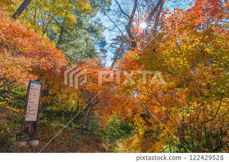 The scenic Tenryukyo Gorge in Iida City, Nagano Prefecture, is covered in autumn leaves 122429528