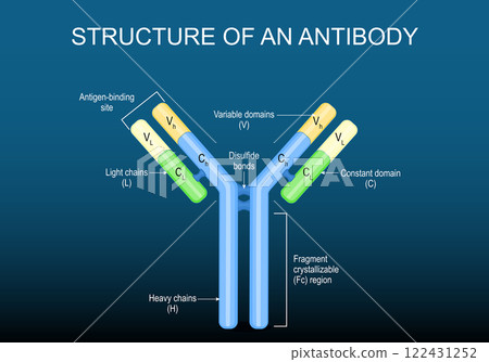 Antibody molecule Structure 122431252