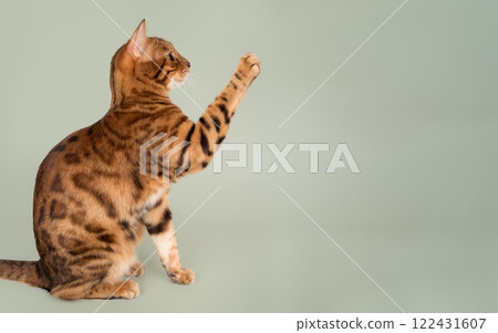 Bengal cat with raised paw on green background. Side view. Bengal cat with raised paw on green background. Side view. 122431607