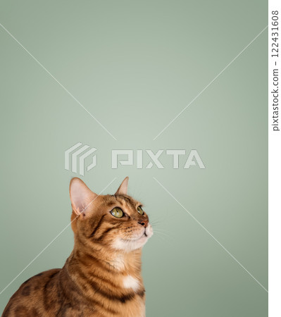 Studio portrait of an adult Bengal cat on a colored background. 122431608