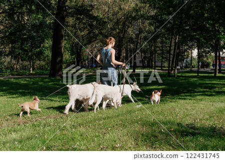 Dogs on walk in park. professional pet walker or pet babysitter, pack of animals on green lawn 122431745