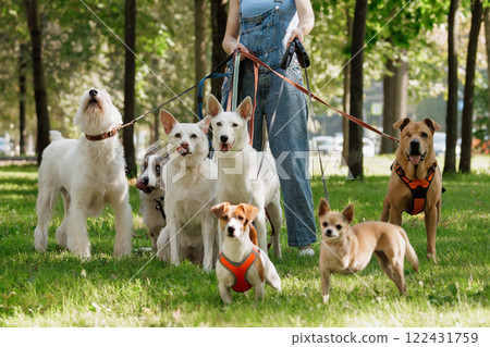 young woman Professional dog walker or pet sitter walks a pack of cute dogs of different breeds  122431759