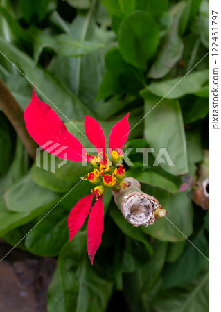 Poinsettia blossom in the nature, Madeira, Portugal 122431797