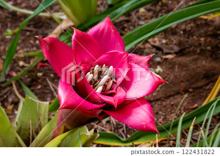 Bromelia blossom in a park, Madeira, Portugal Bromelia blossom in a park, Madeira, Portugal 122431822