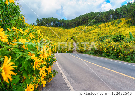 Scenic road through field of Tree Marigold or Mexican Sunflower blooming on hillside in Doi Mae U Kho Scenic road through field of Tree Marigold or Mexican Sunflower blooming on hillside in Doi Mae U Kho 122432546