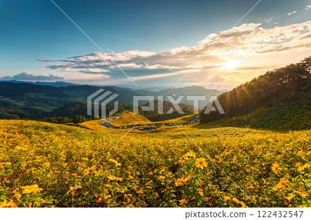Sunset over field of Tree Marigold blooming on hill at Doi Mae U Kho, Mae Hong Son Sunset over field of Tree Marigold blooming on hill at Doi Mae U Kho, Mae Hong Son 122432547