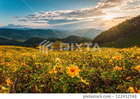 Sunset over field of Tree Marigold blooming on hill at Doi Mae U Kho, Mae Hong Son Sunset over field of Tree Marigold blooming on hill at Doi Mae U Kho, Mae Hong Son 122432548
