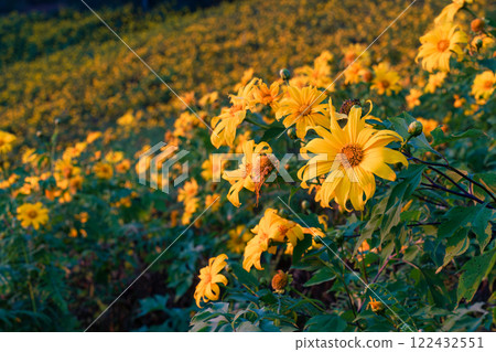 Field of yellow flower of Tree Marigold or Mexican Sunflower blooming on hill Field of yellow flower of Tree Marigold or Mexican Sunflower blooming on hill 122432551