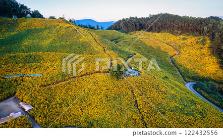 View of Tree Marigold field blooming and winding road on hill in the evening 122432556