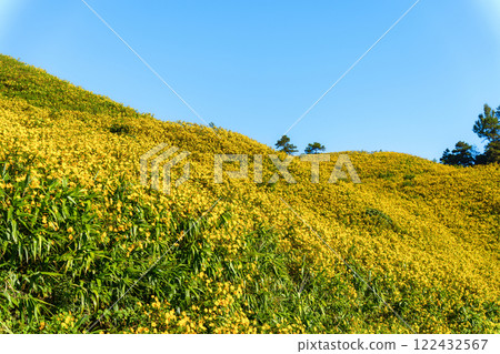 Tree marigold field blooming on hill and blue sky in sunny day 122432567