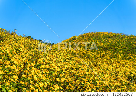 Tree marigold field blooming on hill and blue sky in sunny day 122432568